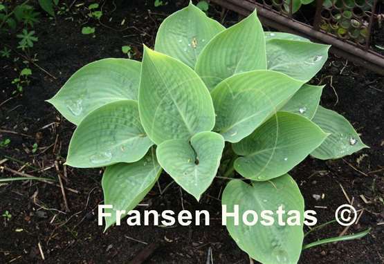 Hosta Silver Moon